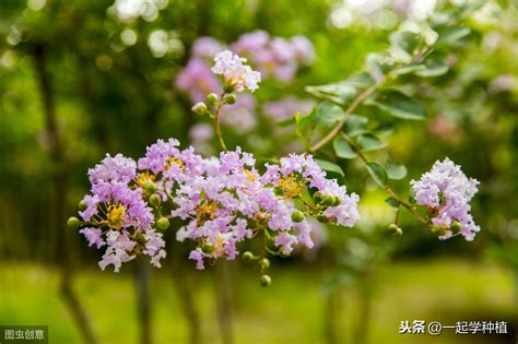 紫薇花种植|盆栽紫薇的养殖方法